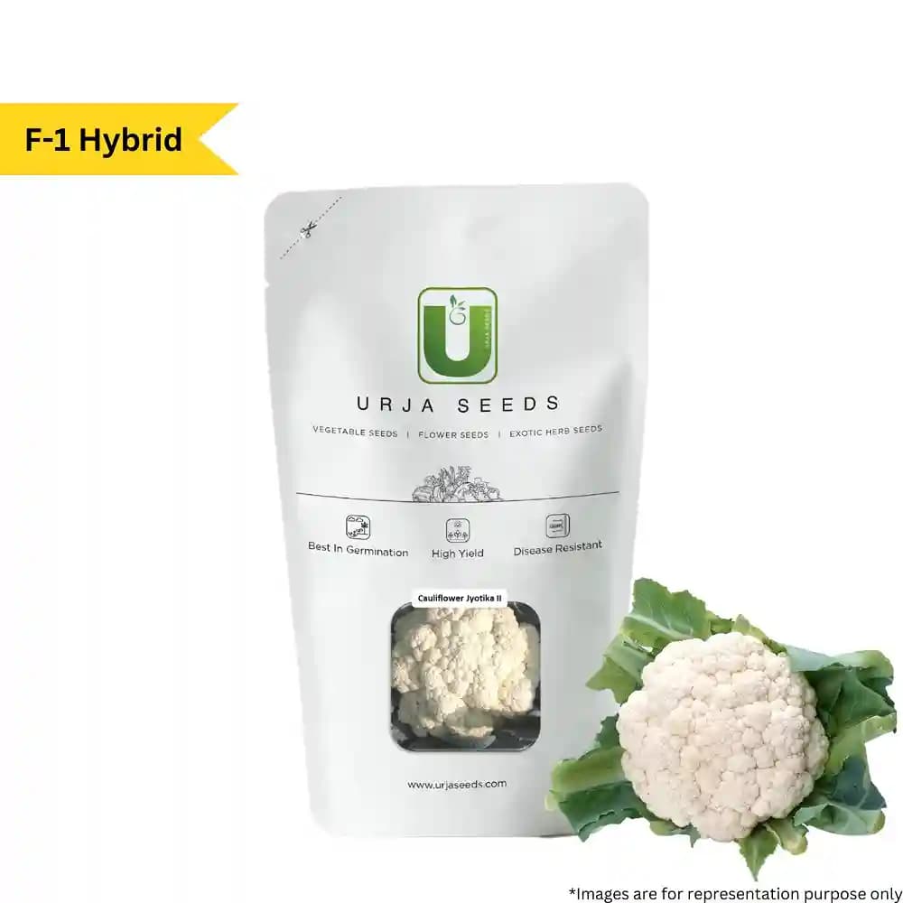 Urja Cauliflower Seeds F1 Hybrid Jyotika II, Best Natural Seeds, Best Germination - Image 3
