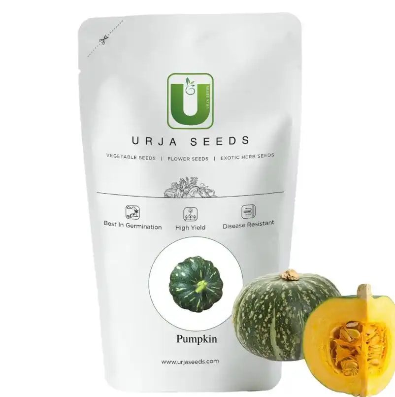 Urja Amrit Pumpkin Seeds, Flattish Round Shape, Excellent Germination
