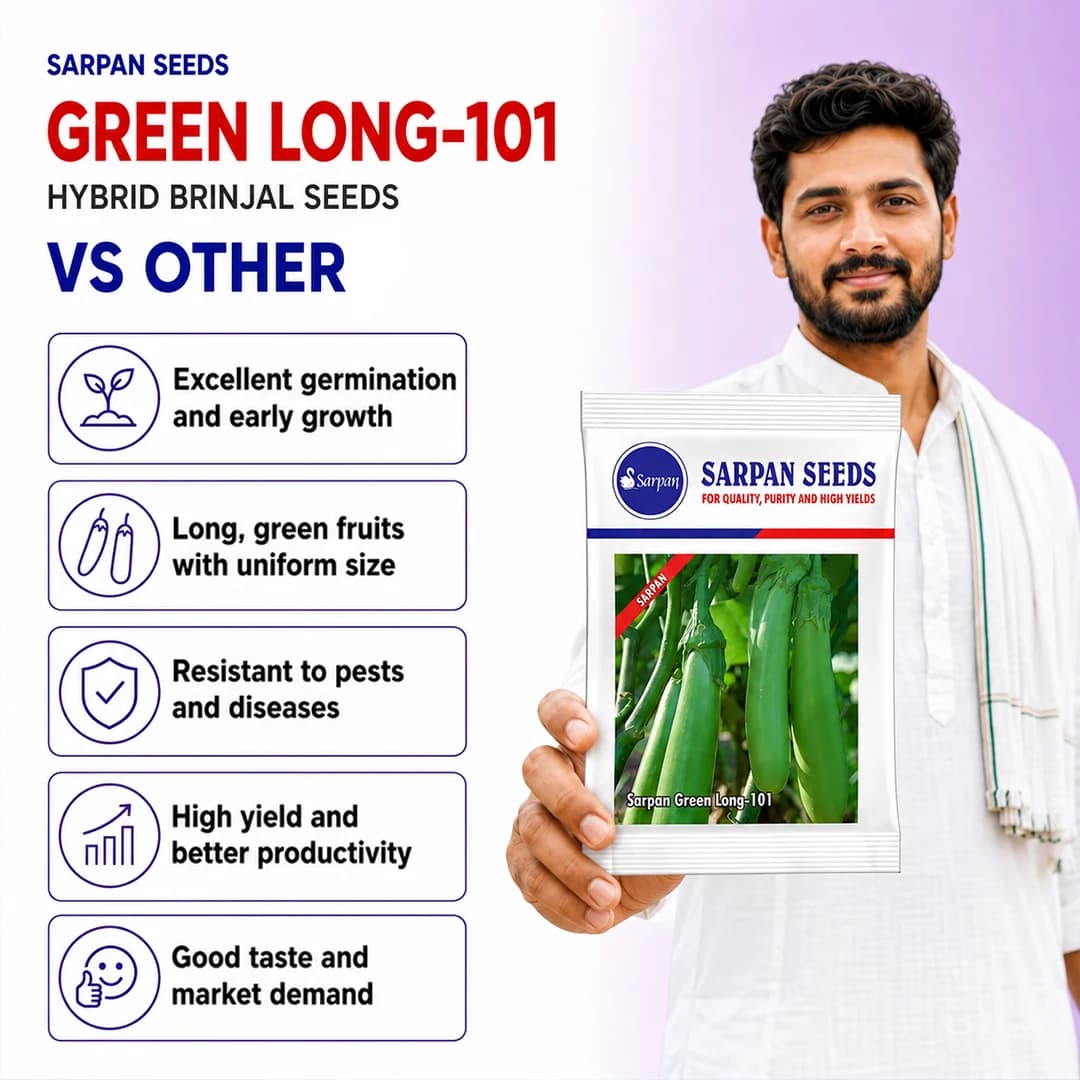 Sarpan Green Long-101 Brinjal Seeds - (Eggplant Seeds) Green Long Fruit, Excellent Germination - Image 4