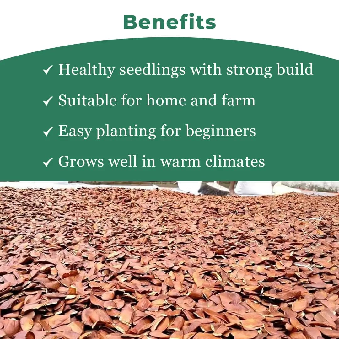 श्री साई फॉरेस्ट्री अफ्रीकी महोगनी वृक्ष के बीज, स्वेतानिया महोगनी पौधा बीज। - Image 4