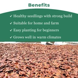 श्री साई फॉरेस्ट्री अफ्रीकी महोगनी वृक्ष के बीज, स्वेतानिया महोगनी पौधा बीज। 4