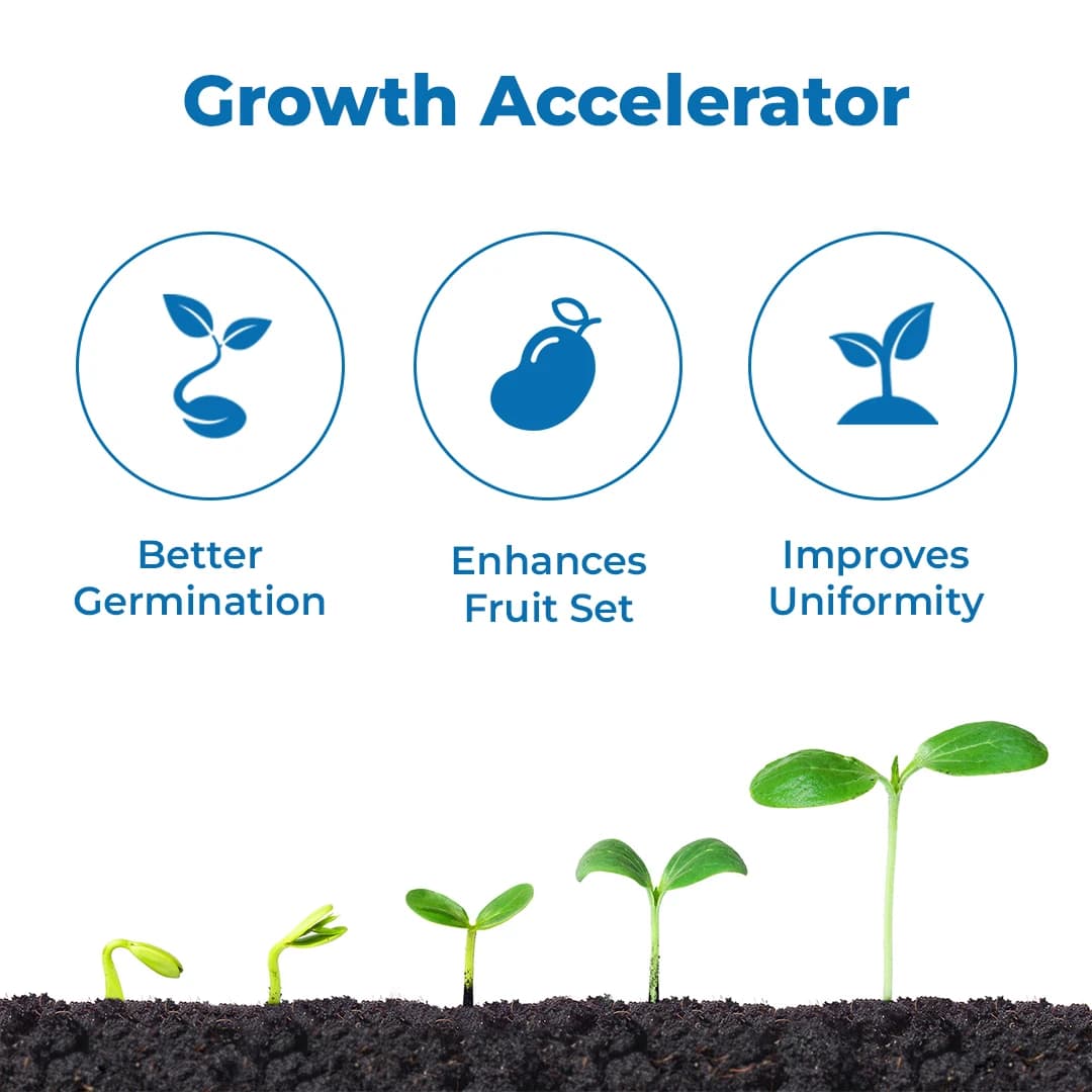 Sumitomo Progibb Easy Gibberellic Acid 40% WSG Plant Growth Regulator Used For All Crops - Image 3