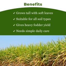 Sri Sai Forestry Sorghum Sudan Grass Fodder Seeds For Goat And Cow, Red Sudan Multi Cut Grass Seeds 4