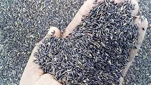Sri Sai Forestry COFS 31 Grass Seeds For Goat And Cow, Multi Cut Fodder Seed - Image 7