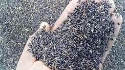 Sri Sai Forestry COFS 31 Grass Seeds For Goat And Cow, Multi Cut Fodder Seed 7