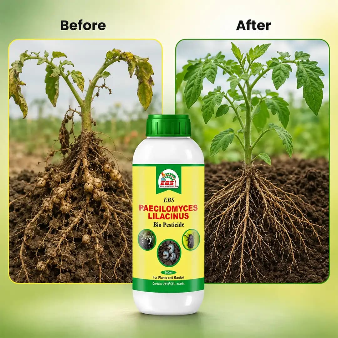EBS Paecilomyces Lilacinus Bio Pesticide, Control Of Root - Knot Nematode, Ramiform Nematode, Cyst Nematode, Golden Cyst Nematode On All Crops - Image 7