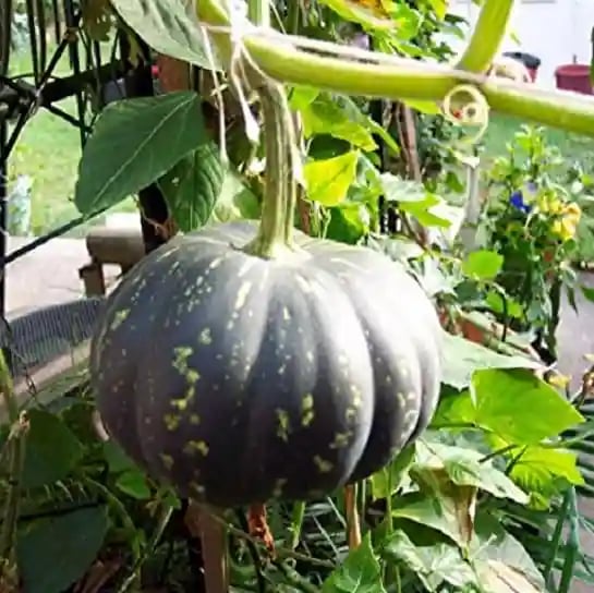 Jivit JS Giant Pumpkin Seeds - Kaddu Seeds