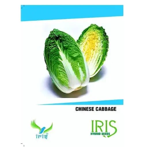 Iris Hybrid Chinese Cabbage Vegetable Seeds, Higher Yield And Excellent Germination Quality