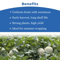 Advanta F1 Hybrid Guru Muskmelon Fruit Seeds, Round and Deep Organge Fruit 4