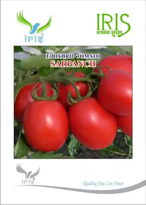 Iris hybrid Vegetable Seeds, F1 Hybrid Tomato Sarpanch, Semi Determinate Plant, Oval Shape