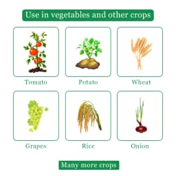 Uttam Lexon Azoxystrobin 11% + Tebuconazole 18.3% SC. Systemic and Contact Fungicides. 4