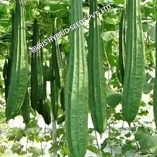 Iris Max 001 Ridge Gourd Seeds - (Turai Seeds) Attractive Green Color, Vigorous Plant - Image 4