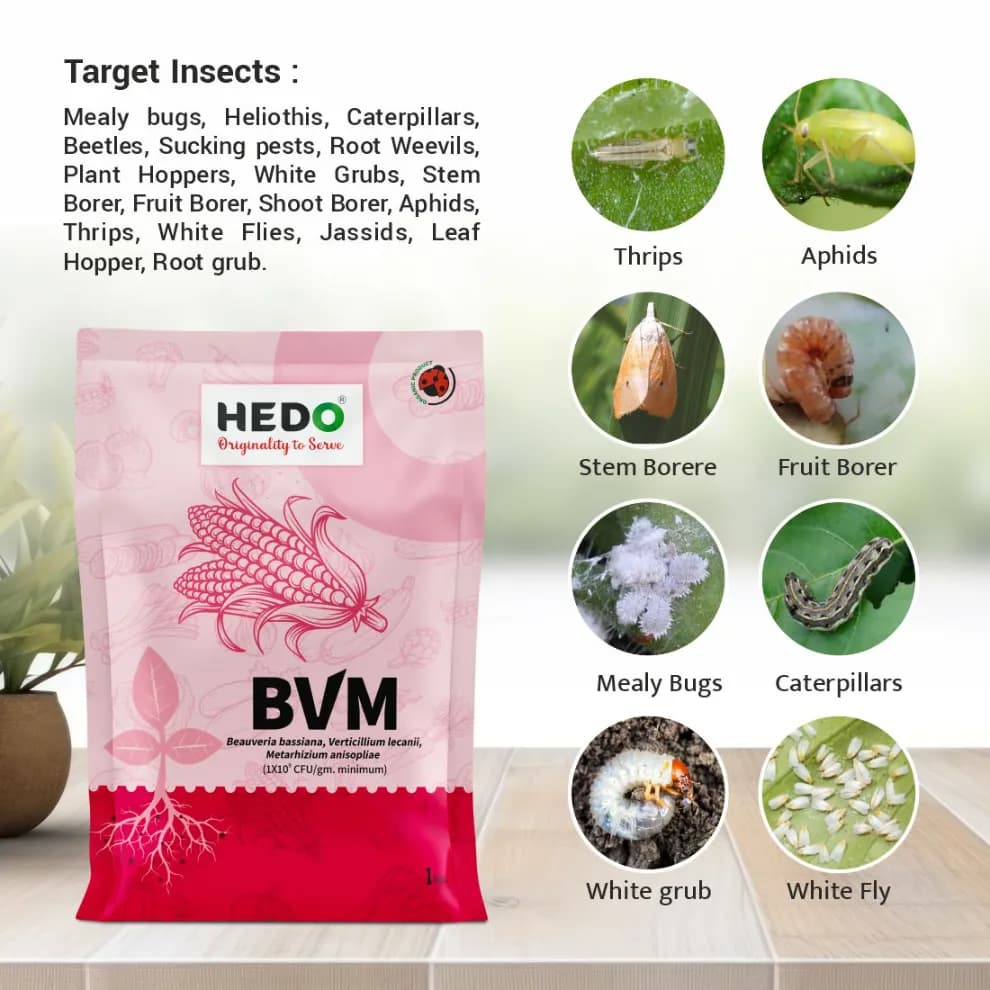HEDO BVM Powder Bio-Insecticide - Beauveria bassiana + Verticillum Lecanii + Metarhizium Anisopliae - Image 6