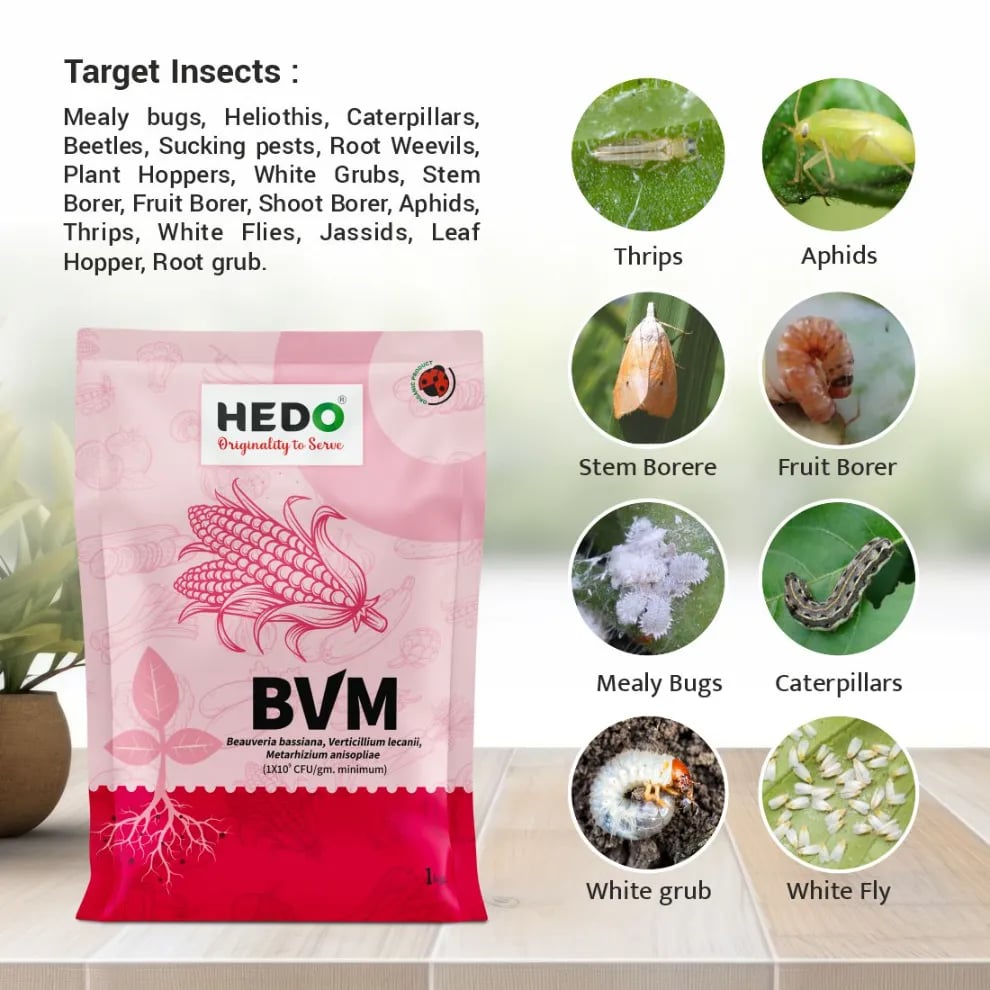 HEDO BVM Powder Bio-Insecticide - Beauveria bassiana + Verticillum Lecanii + Metarhizium Anisopliae