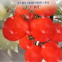 Iris Guru F1 Hybrid Tomato Seeds, Oval Shape, Red Fruit, High Yield And TYLCV Tolerance 2