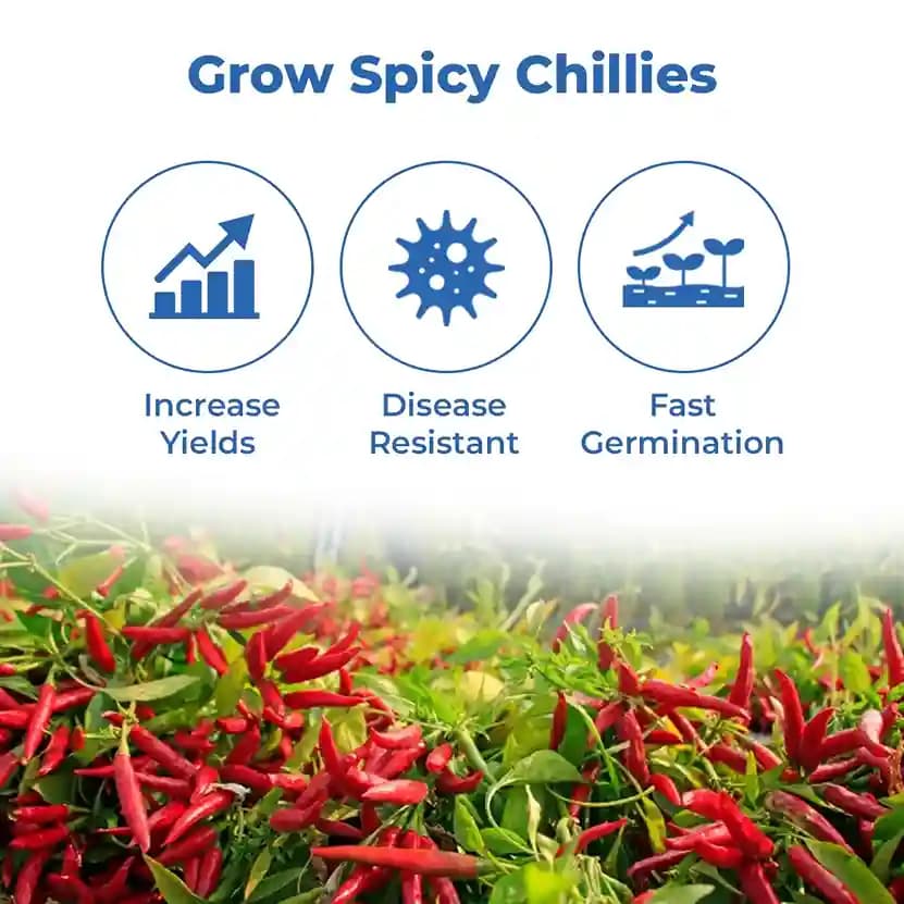 SARPAN SEEDS Sarpan Hybrid -102 Byadagi Chilli Seeds, Cherry Red Color, Suitable for Irrigated Cropping and Dryland Farming - Image 3