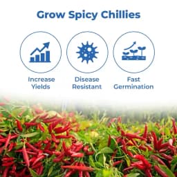 SARPAN SEEDS Sarpan Hybrid -102 Byadagi Chilli Seeds, Cherry Red Color, Suitable for Irrigated Cropping and Dryland Farming 3