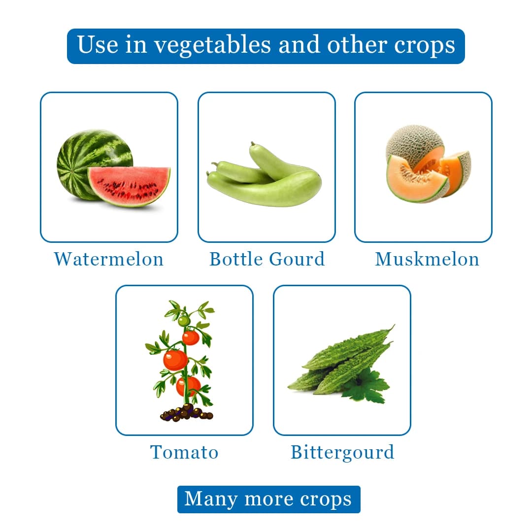 मैक्सप्लस ट्रैप, मेलन फ्लाई ल्यूर, बैक्ट्रोसेरा कुकुरबिटे को नियंत्रित करने के लिए, तरबूज, मस्क मेलन, ककड़ी, लौकी, कद्दू, सभी सब्जियों के लिए उपयोगी. - Image 4