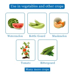 Maxplus Trap With Melon Fly Lure, For Controlling Bactrocera Cucurbitae, For Water Melon, Musk Melon, Cucumber, Bottle Gourd, Pumpkin, all Vegetables 4