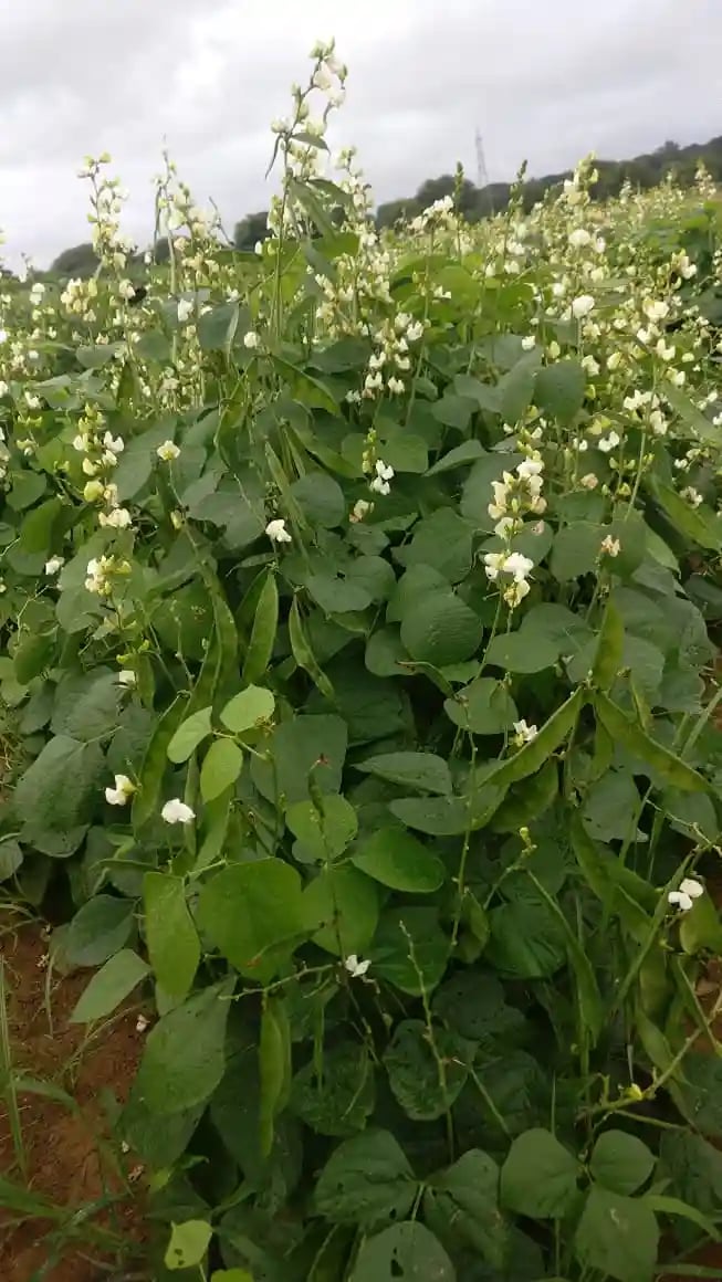 Sarpan Dolichos 27 Bush, Hybrid Dolichos Seeds, Vegetable Seeds, Excellent Yield