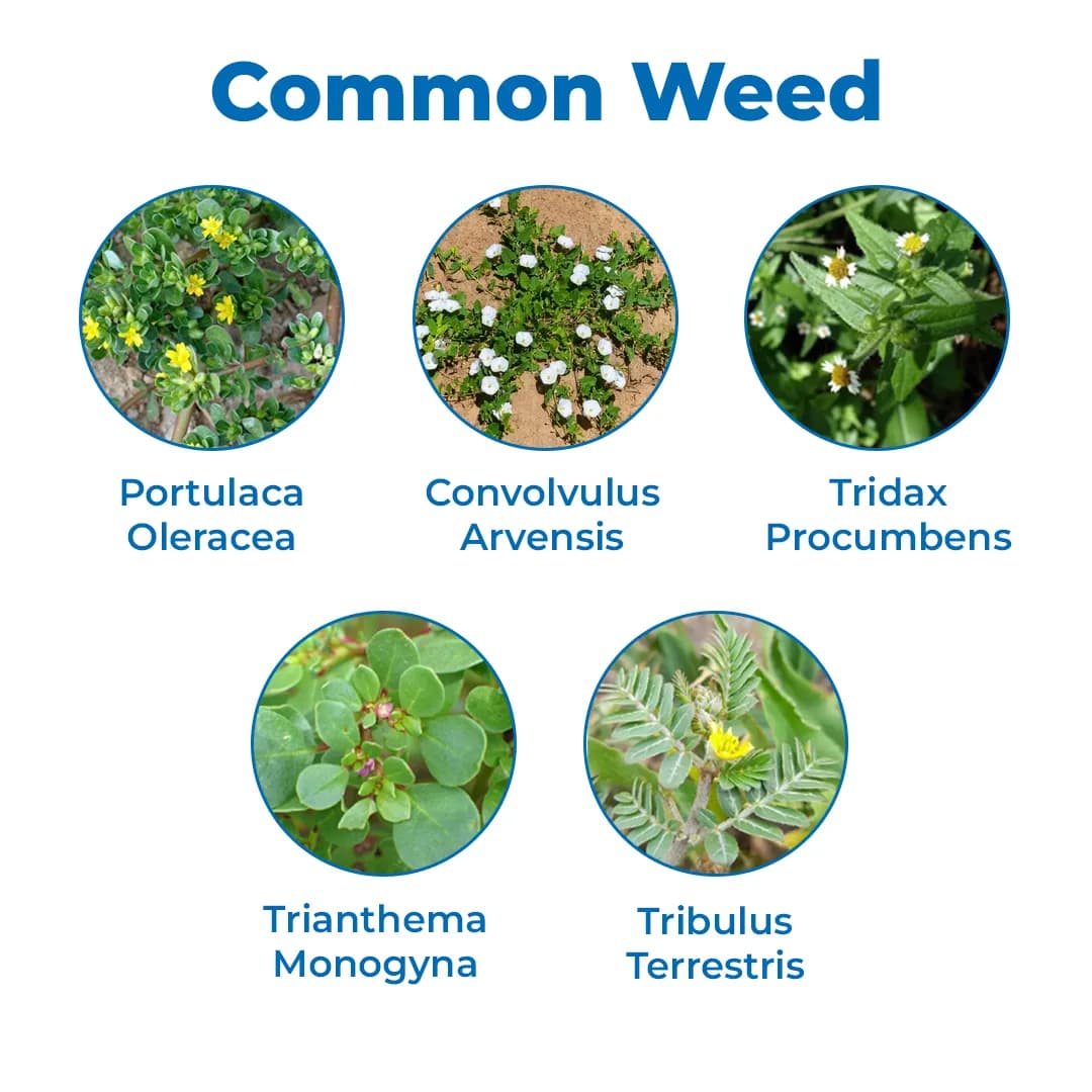 Dhanuka Weedmar Super Herbicide - 2,4-d Amine Salt 58% Sl - Image 3