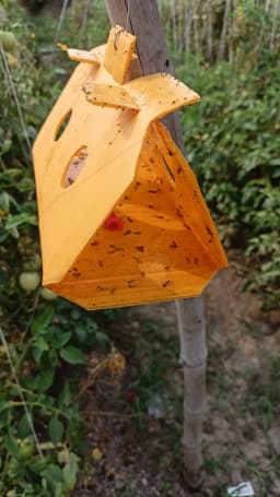 SK Agrotech Tuta Absoluta Tomato Leafminer Pheromone Trap With Lure - Effective Pest Control For Tomatoes 8