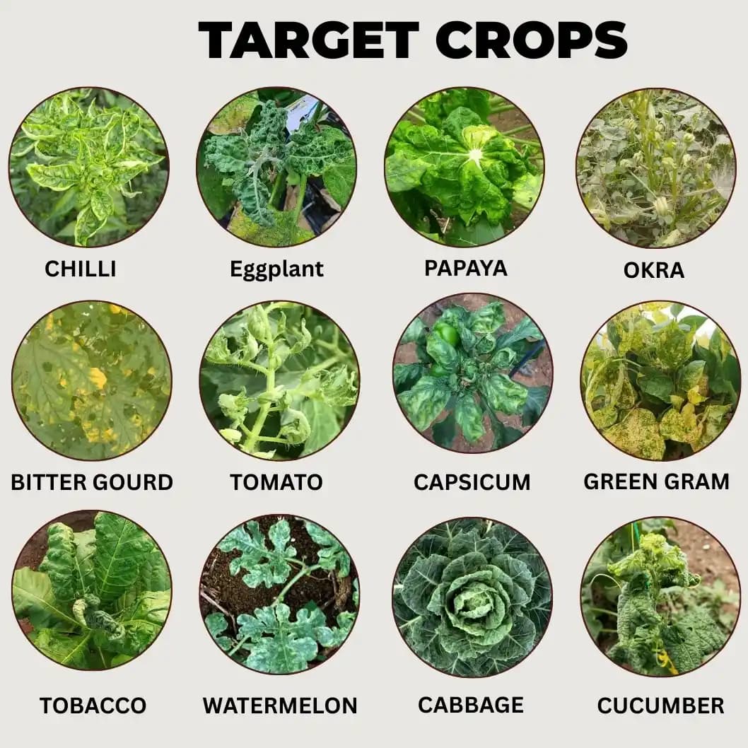 VC-100 IPS Combo Green for 200 Ltr Spray. Best Control on Virus in Chilli & Capsicum. Not Applicable with Fungicides - Image 4