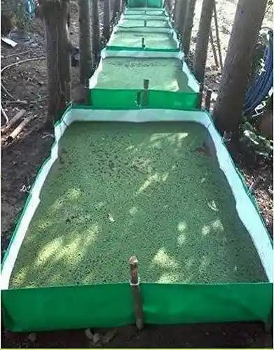 Real Trust HDPE Azolla Bed, ISO Certified, 100 % Virgin Fabric, Meter (3.6 m x 1.2 m x 0.3 m) Foot (12 FT x 4 FT x 1 FT)