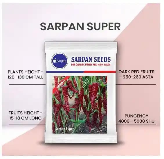 सरपन सुपर हाइब्रिड ब्यादगी लाल मिर्च के बीज, अत्यधिक झुर्रीदार और उत्कृष्ट गुणवत्ता