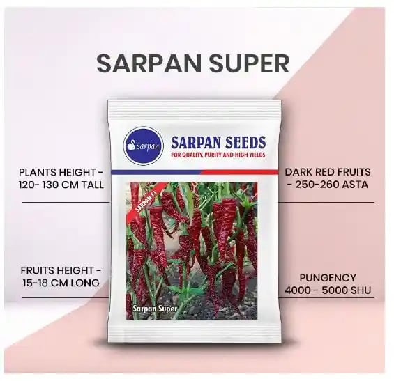 Sarpan Super Hybrid Byadagi Red Chilli Seeds, Highly Wrinkled, Excellent Quality