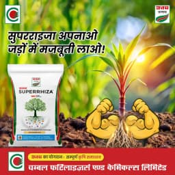 Uttam Superrhiza Vesicular Arbuscular Mycorrhiza (VAM) Biofertiliser, Organic Manure Fertilizers And Compost, Soil Mix For All Plants 3
