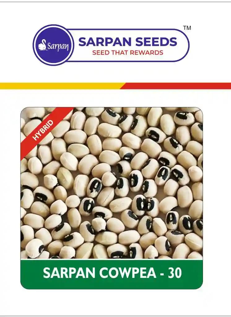 Sarpan Seeds Cowpea - 30 Hybrid Beans Seeds, Bold White Grains With Typical Black Eye - Image 1