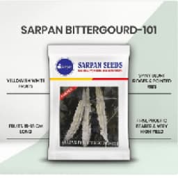 Sarpan 101 F1 Hybrid Bitter Gourd Seeds, Highly Tolerant to Diseases, Fruit is white, glossy, spiny 2