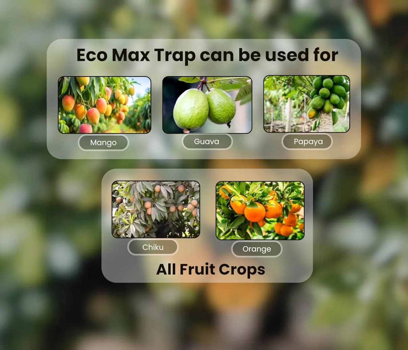 Chipku Pheromone Ecomax Trap With Fruit Fly Lure (Bactrocera Dorsalis), Attracts Targeted Pest Only, For Fruit and Vegetables Crops - Image 5