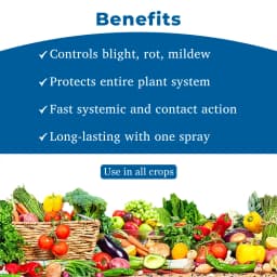 UPL TRIDIUM Azoxystrobin 4.7% + Mancozeb 59.7% + Tebuconazole 5.6% WG Gives Excellent Control of all Major Fungi Classes 4