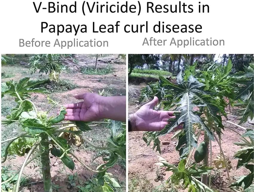 Viricide Combo Offer (V Bind 500 ml + Imuen 500 ml) For Controlling Papaya and Chilli Viral Disease, Leaf Curl, Mosaic Virus - Image 6