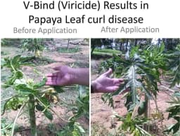 Viricide Combo Offer (V Bind 500 ml + Imuen 500 ml) For Controlling Papaya and Chilli Viral Disease, Leaf Curl, Mosaic Virus 6