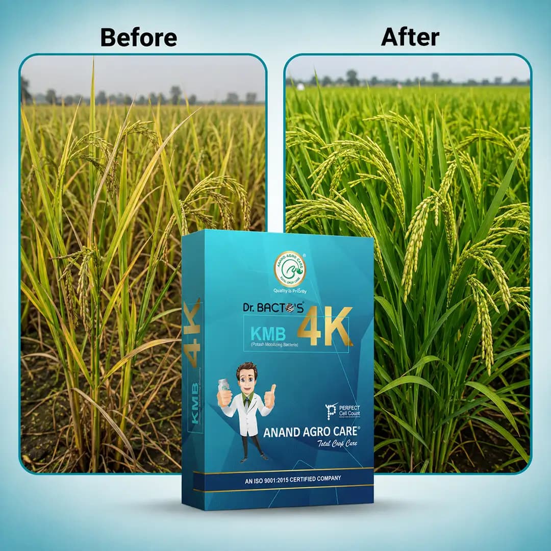 ಆನಂದ್ ಅಗ್ರೋ ಕೇರ್ ಡಾ. ಬ್ಯಾಕ್ಟೋಸ್ KMB 4K (ಪೊಟ್ಯಾಶ್ ಮೊಬಿಲೈಜಿಂಗ್ ಬ್ಯಾಕ್ಟೀರಿಯಾ) ಬೆಳೆ ಉತ್ಪಾದಕತೆ ಮತ್ತು ಇಳುವರಿ ಹೆಚ್ಚಿಸುತ್ತದೆ - Image 7