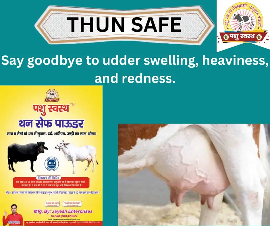 PASHU SVASTH THUN SAFE POWDER, Animal Health Supplements, Natural Mastitis & Udder Care Herbal Remedy For Dairy Animals - Image 5
