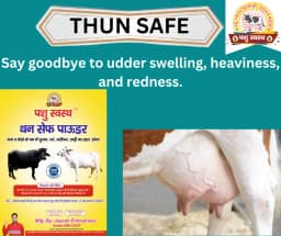 PASHU SVASTH THUN SAFE POWDER, Animal Health Supplements, Natural Mastitis & Udder Care Herbal Remedy For Dairy Animals 5