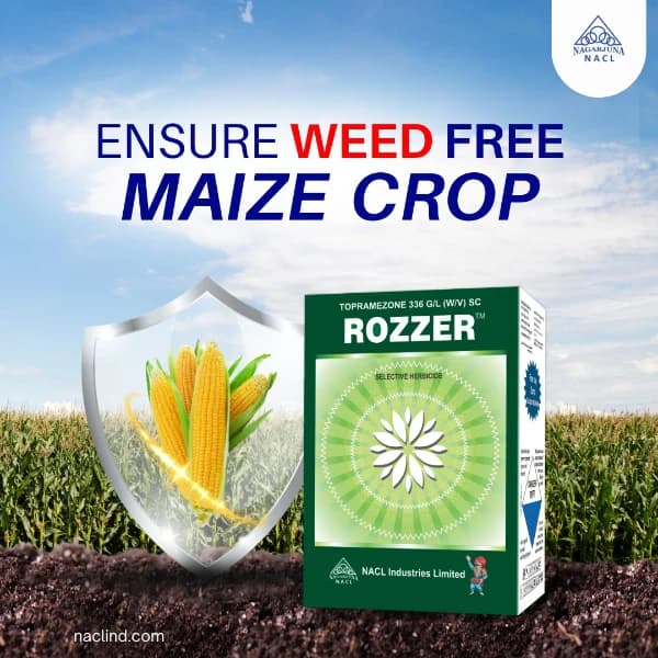 NACL Rozzer Topramezone 336 Gl wv SC + Surya Atrazine 50% WP Free, Herbicide, Applied When Narrow-Leaf Weeds Are At 3 To 5 Inches Height - Image 2