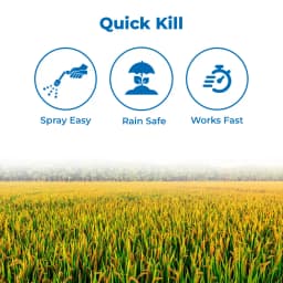 एडामा सिगालिट - पाइमेट्रोज़िन 50% डब्ल्यूजी कीटनाशक, धान में बीपीएच नियंत्रण के लिए उच्च प्रभावी समाधान 3