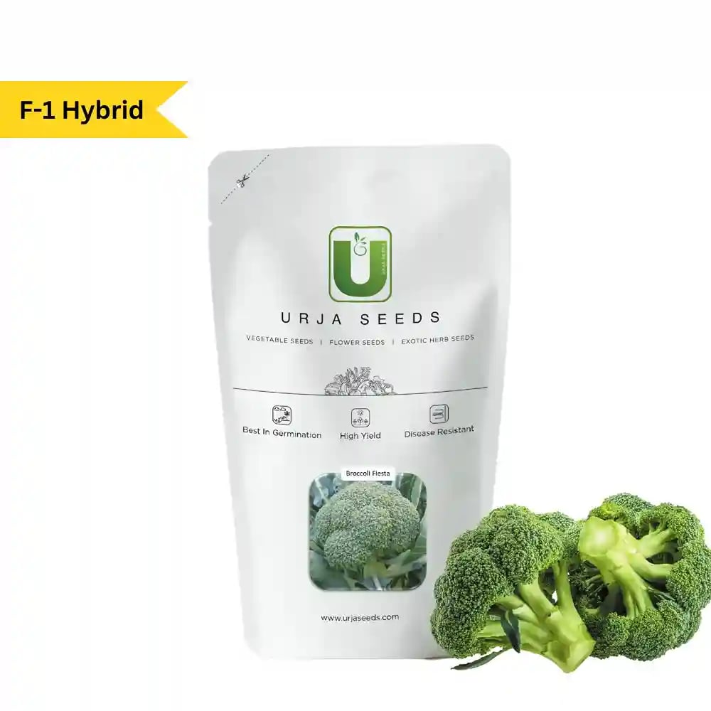 Urja F1 Hybrid Fiesta Broccoli Seeds, Highly Successful Variety Across India