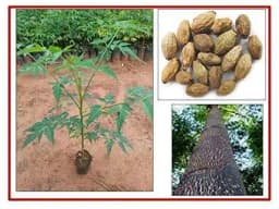 RK Seeds Melia Dubia Seeds, Malabar Neem Treated Seeds. Multipurpose Use, Fast Growing tree ,Malaivembu tree seed ,plywood and pulp wood tree seeds 3