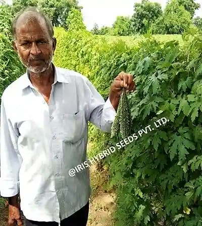 Iris Hybrid Vegetable Seeds F1 Hybrid Bitter Gourd Jyoti Attractive Dark Green Color - Image 4