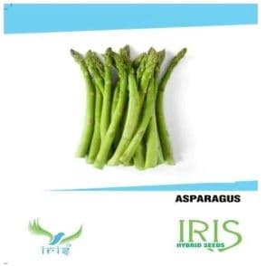 Iris Vegetable Seeds Asparagus, For All Seasons, Balcony or Terrace Gardening - Image 1