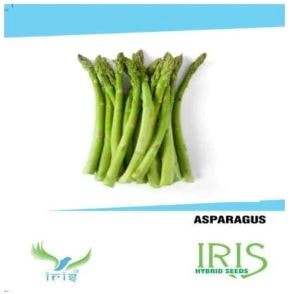 Iris Vegetable Seeds Asparagus, For All Seasons, Balcony or Terrace Gardening