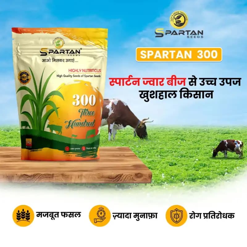 Spartan 300 F1 Hybrid Sorghum Seeds, Jowar Seeds, High Purity, Ideal For Kharif, Rabi, and Summer Season - Image 2