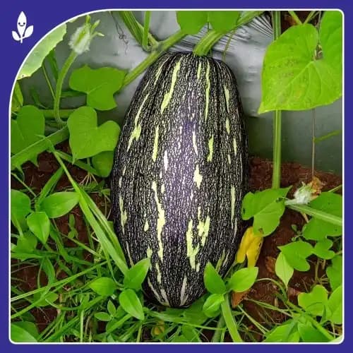 Sagar Anu F1 Hybrid Pumpkin Seeds, High Yield, Excellent Taste, Dark Green Oval Fruits - Image 2