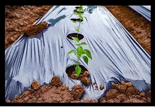 Siddhi Mulching Film With Hole, Mulching Paper, 20 Micron & 30 Micron, (3 Ft (0.9 Mtr) x 400 Mtr) BLACK and SILVER - Image 5